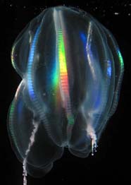 Image of ctenophore