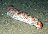 Image of sea cucumber