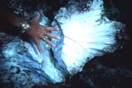 A diver measures coral damage in the Florida Keys National Marine Sanctuary