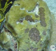 Image of coral with dark-spots disease