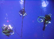 Image of divers