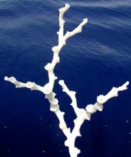 Image of deep-sea coral