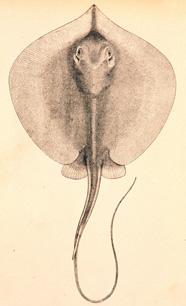An illustration of a southern sting ray
