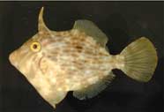 Photo of Filefish