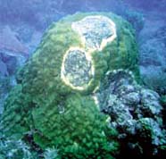 Image of diseased coral