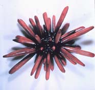 Image of pencil urchin (Echinodermata)