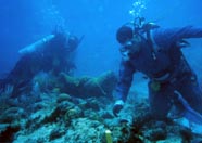 Image of coral restoration