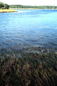 Image of eelgrass