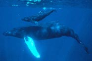 Image of humpback whales