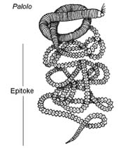 Image of polychaete 