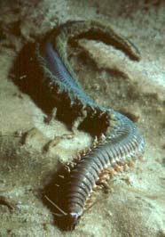 Image of polychaete