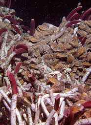 Image of tube worms with crabs
