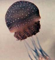 Image of small Pacific jellyfish