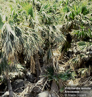 Photo of fan palm