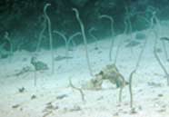 Photo of garden eels in the Red Sea