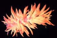 Image of a sea slug (Gastropoda)