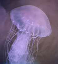 Image of a jellyfish