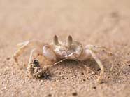 Photo of the ghost crab (Ocypode pallidula)