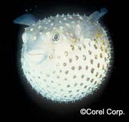 Image of porcupine fish