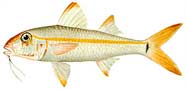 Illustration of a yellow goatfish