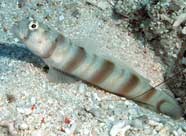 Photo of the antitropical shrimpgoby (Amblyeleotris ogasawarensis)