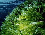 Image of green algae