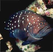 Photo of the Hawaiian grouper