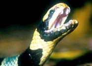 Image of sea snake