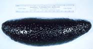 Image of a holothurian (sea cucumber)