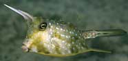 Photo of longspine cowfish