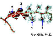 Image of hydrocaulus