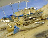 Image of dissected squid