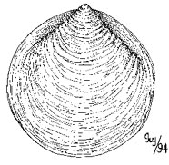 Graphic of bivalve