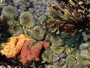 Image of rocky intertidal zone