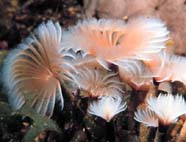 Image of invertebrate feather worms