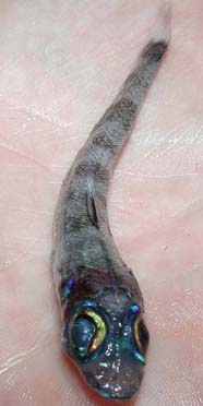 Image of deep sea 'greeneye' fish