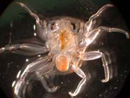 Image of crab larva