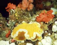 Image of littoral sea slug