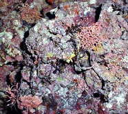 Image of live rock