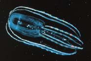 Image of a comb jelly