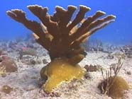 Image of young <i>Acropora palmata</i>