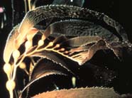 Image of kelp (a macroalgae)