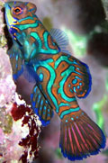 Saltwater Fish Mandarin