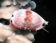 Image of cowrie with partially extended mantle