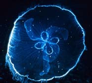 Image of a jellyfish