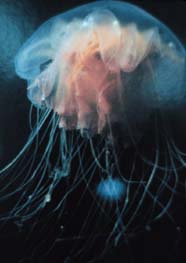 Image of medusa stage of jellyfish