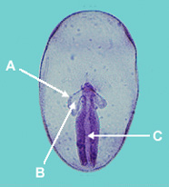 Image of late gastrula