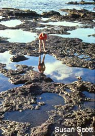 Image of tidal pools