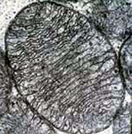 Image of a mitochondrion