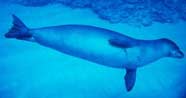 Photo of Hawaiian monk seal